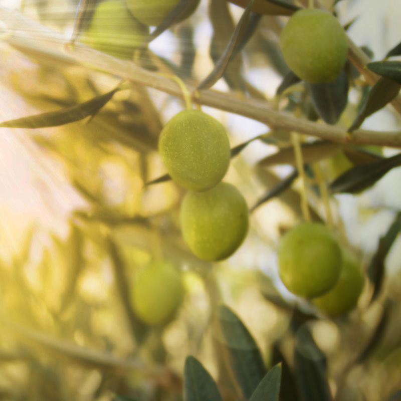 OLIO EXTRAVERGINE DI OLIVA